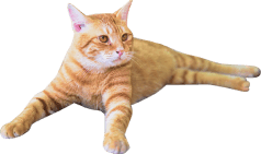 猫-ブラウン