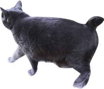 猫-ブラック