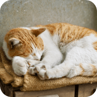 猫が寝ています