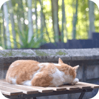 猫が寝ています