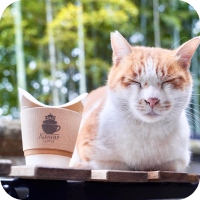 テーブルの上に猫とコーヒー