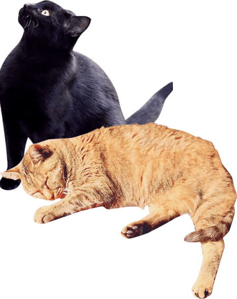 mv__cats-img