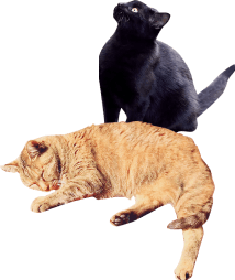 mv__cats-img